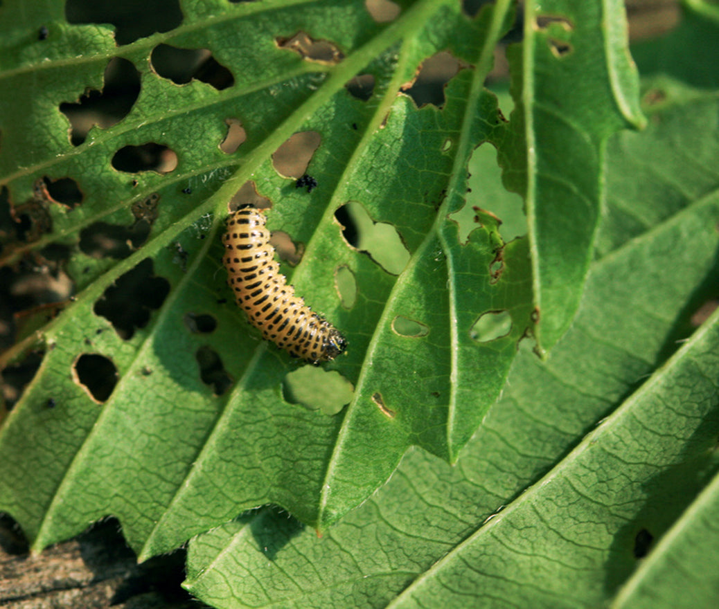 Viburnum Beetle Killer Nematodes