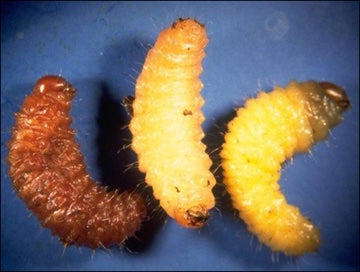 Vine Weevil Killer Nematodes