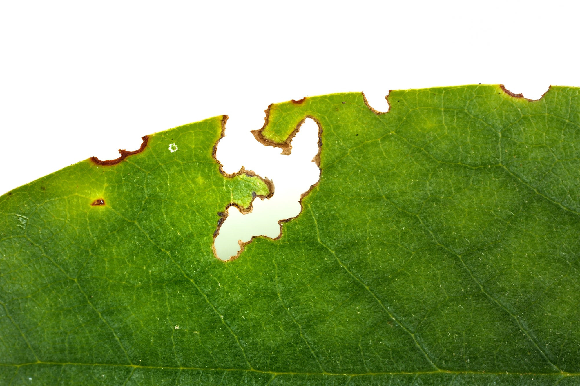 Vine Weevil Killer Nematodes