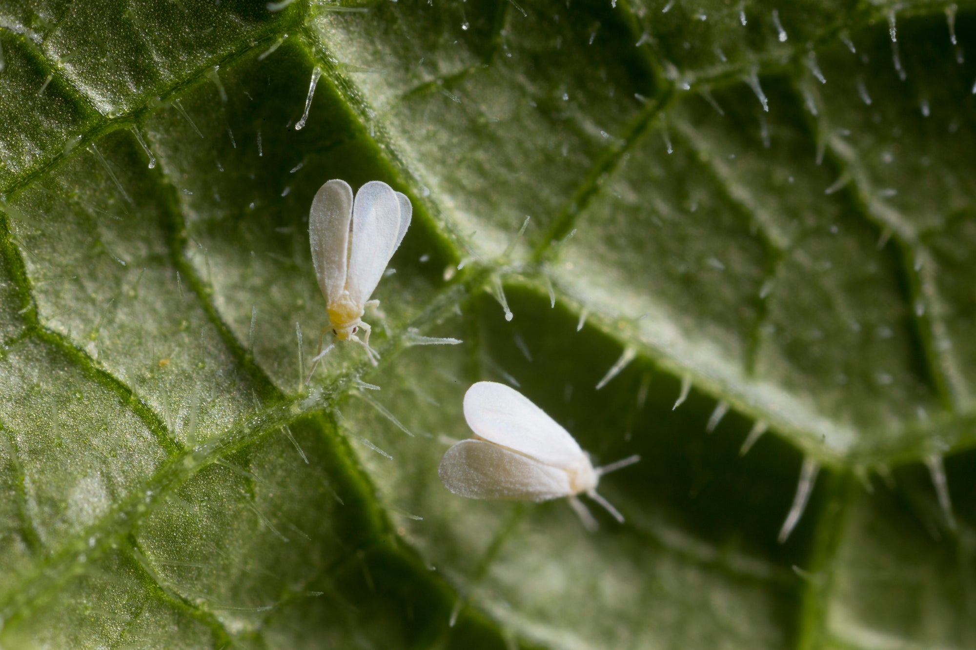 Whitefly Killer Cards Subscription - Encarsia Formosa