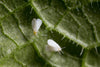 Whitefly Killer - Amblyseius andersoni