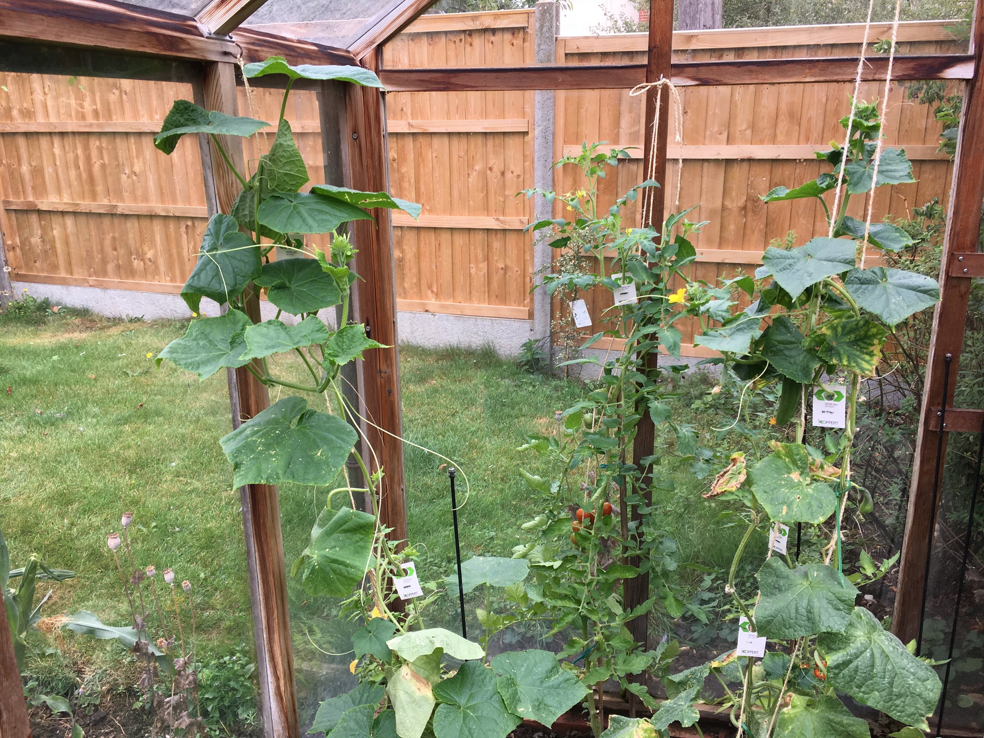 Whitefly Killer Cards - Encarsia formosa