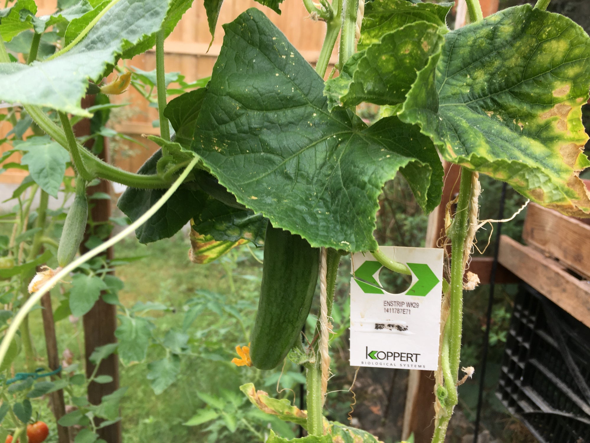 Whitefly Killer Cards Subscription - Encarsia Formosa