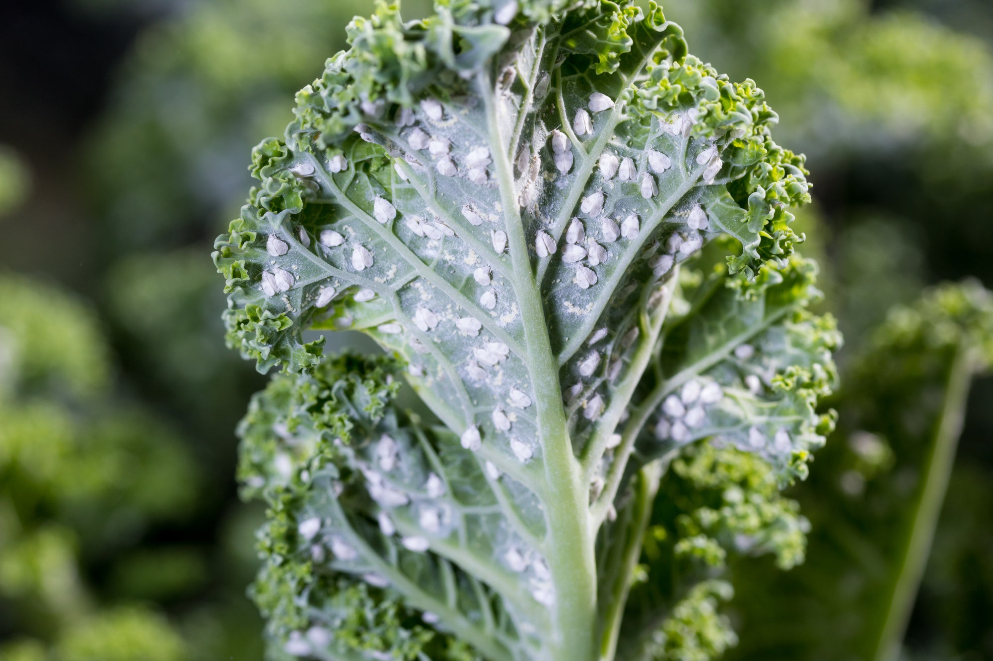 Whitefly Killer Cards Subscription - Encarsia Formosa