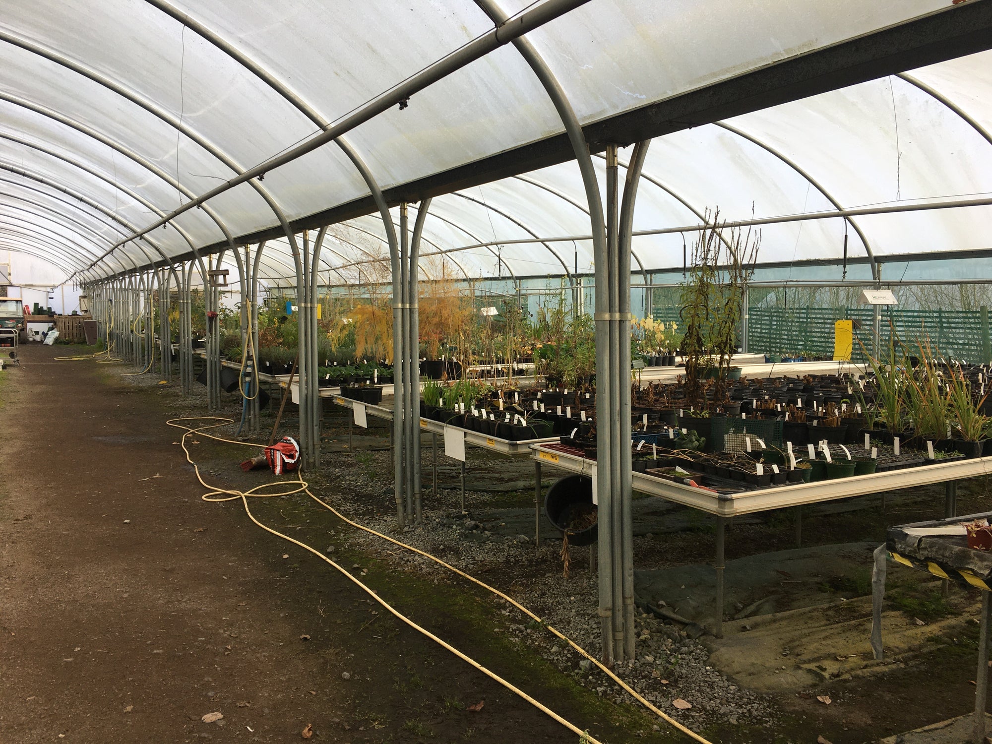 Pack of 12 Large Yellow Sticky Traps 40 x 25cm (Wet-Stick Glue)