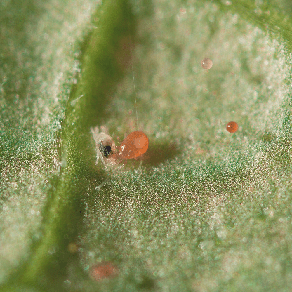Amblyseius californicus - Loose Predators -  Spider Mite Curative System - Dragonfli