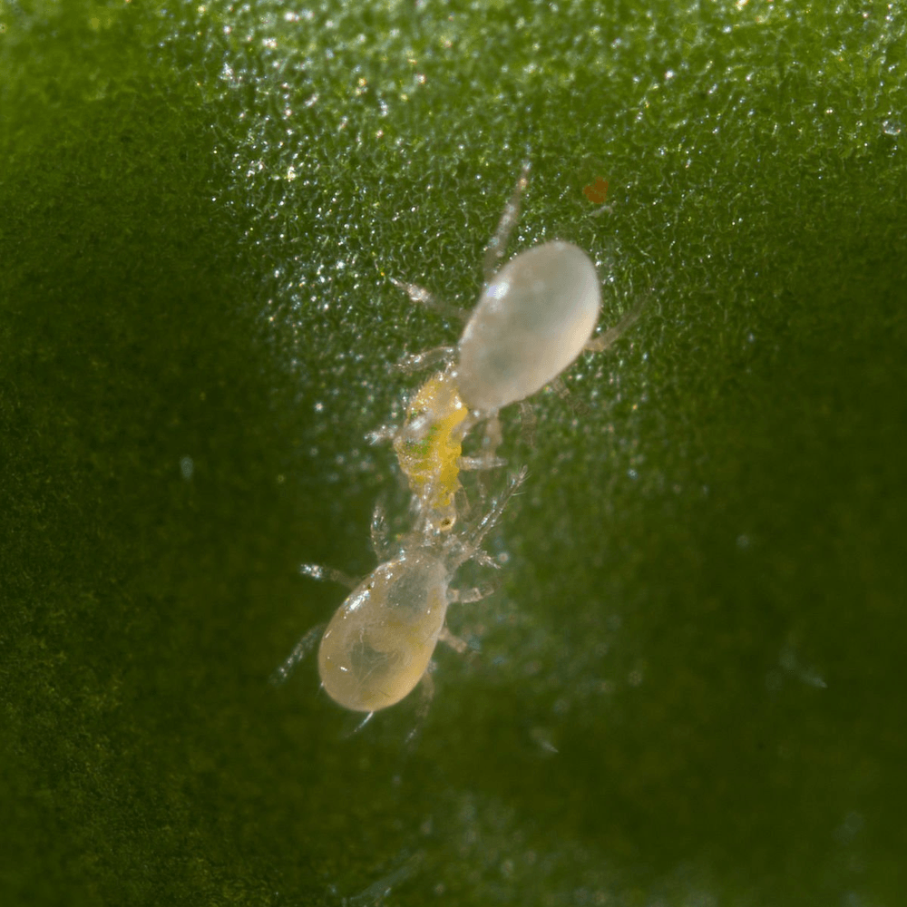 Thrip Control Bundle: Select From Swirskii Or Cucumeris Predators (Bundles Include Mighty Mites, Thrip Sticky Traps & Distribution Boxes)
