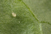 Fuchsia Gall Mite Killer - Amblyseius andersoni