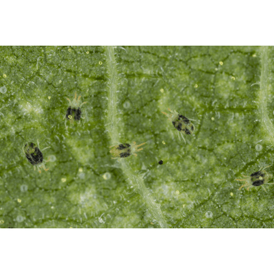 Amblyseius andersoni Bottles - Spider Mite Preventative System - Dragonfli