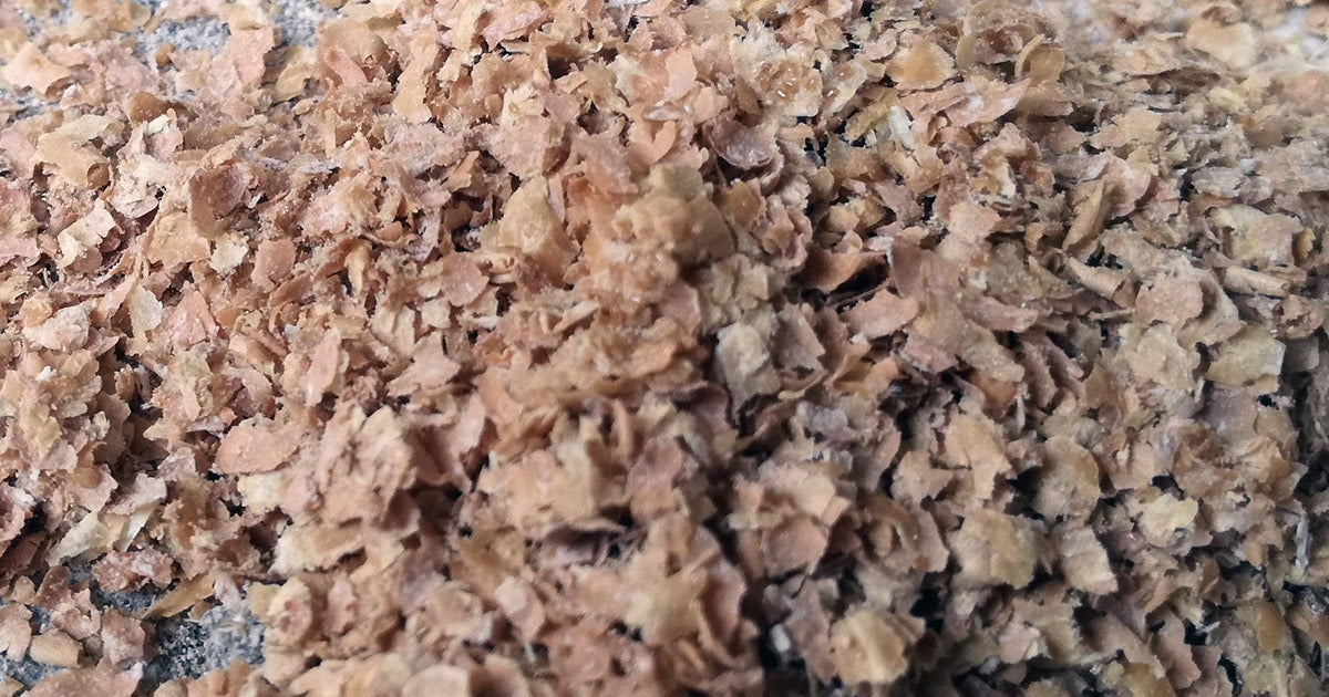 Androlis Chicken Mite Predators