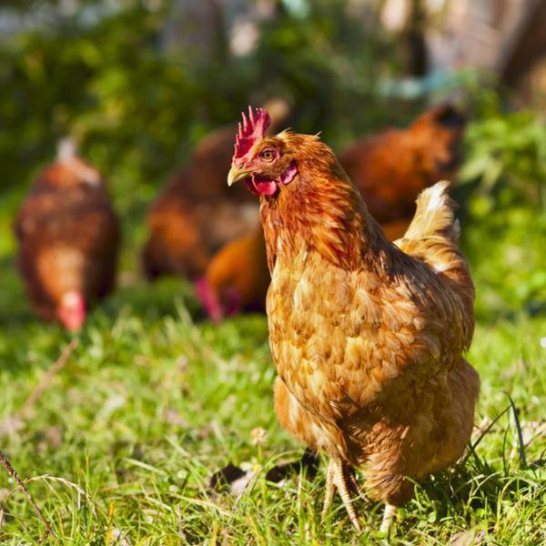 Anti-Red Chicken Mite Control - Water Additive Solution - Combat Red Mites & Protect Poultry