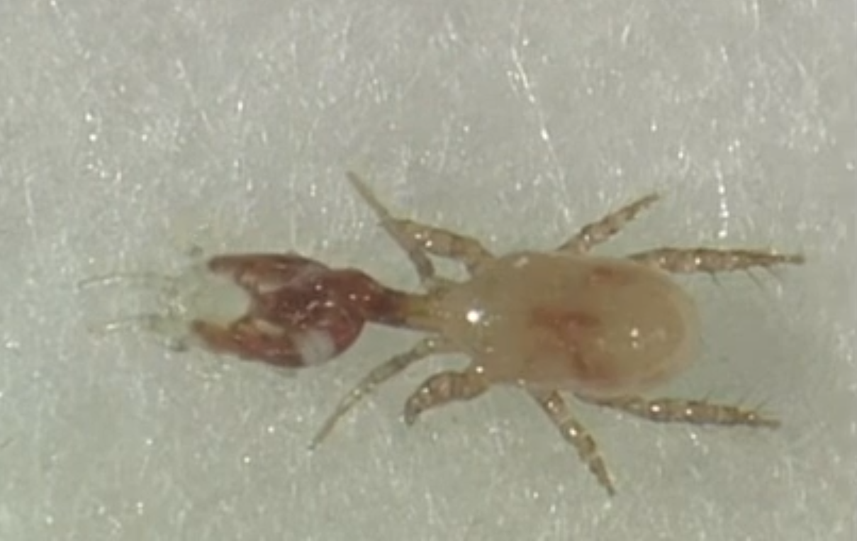Androlis Chicken Mite Predators
