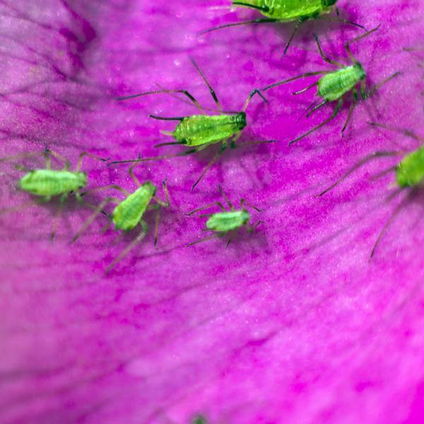 Aphiscout Aphid Killer - Parasitic Wasp Mix - Dragonfli