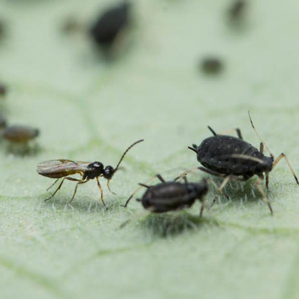 Aphid Parasitic Wasp - Aphidius colemani - Dragonfli