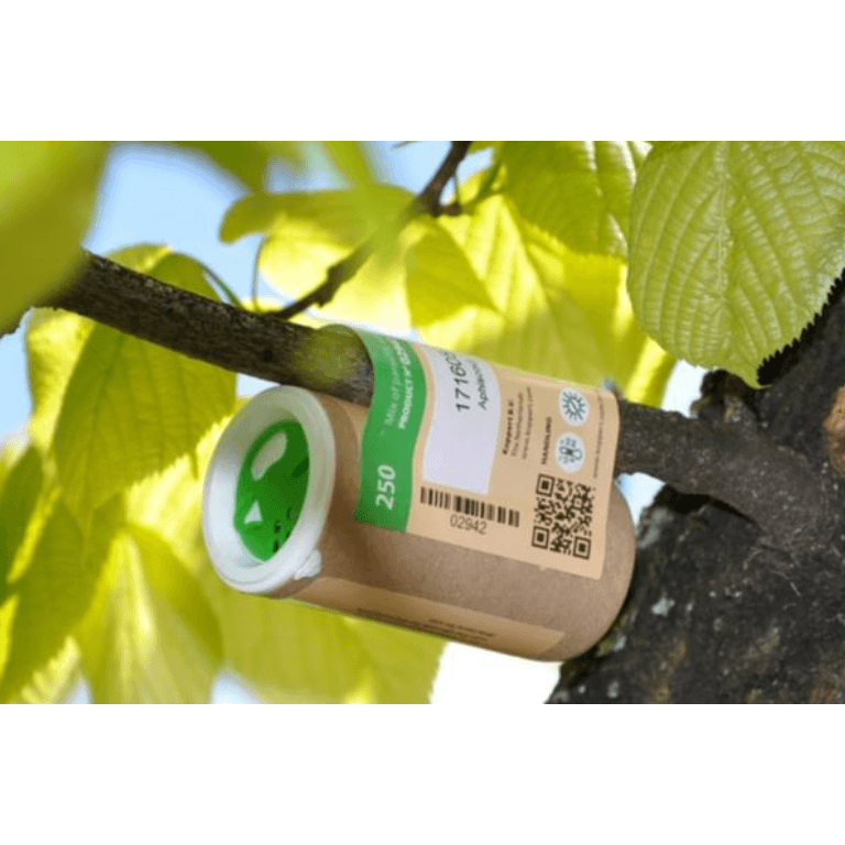 Aphiscout Aphid Killer - Parasitic Wasp Mix - Dragonfli