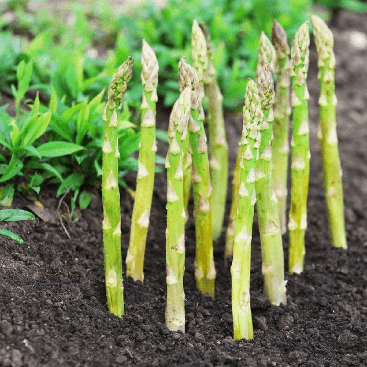 Asparagus Beetle Killer Nematodes - Dragonfli