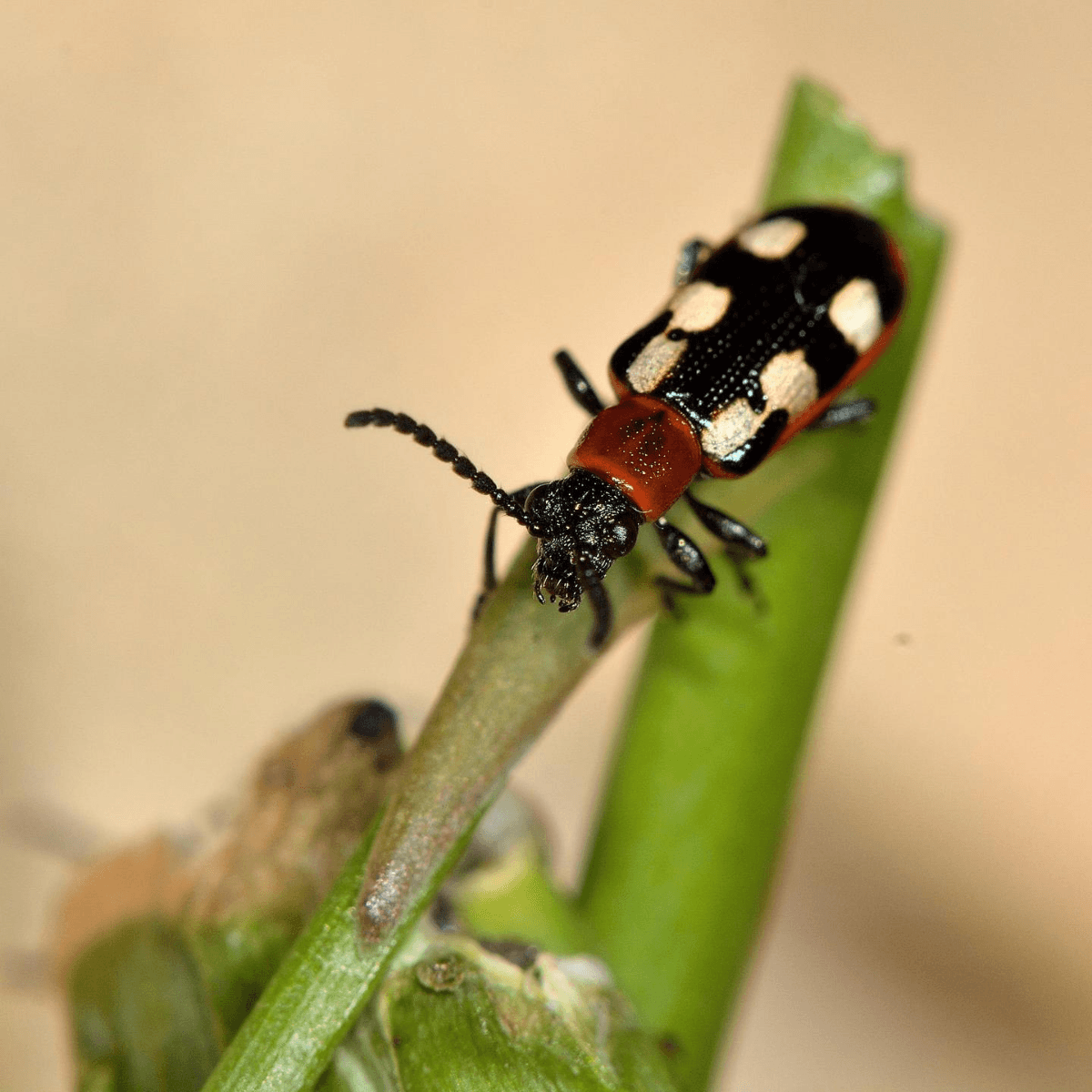 Asparagus Beetle Killer Nematodes - Dragonfli