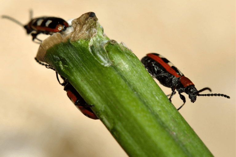 Asparagus Beetle Killer Nematodes - Dragonfli