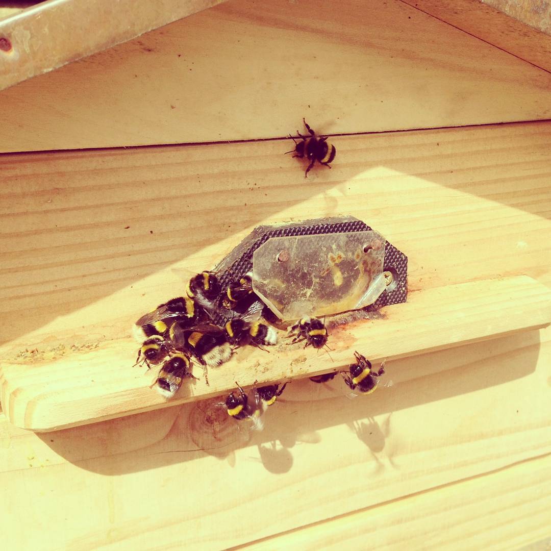 Live Bumblebee Colonies - Available To Order Now For Spring & Summer 2025 (Select Your Preferred Delivery Date)