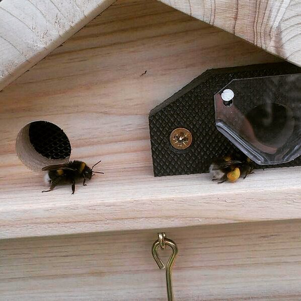 Live Bumblebee Colonies - Available To Order Now For Spring & Summer 2025 (Select Your Preferred Delivery Date)