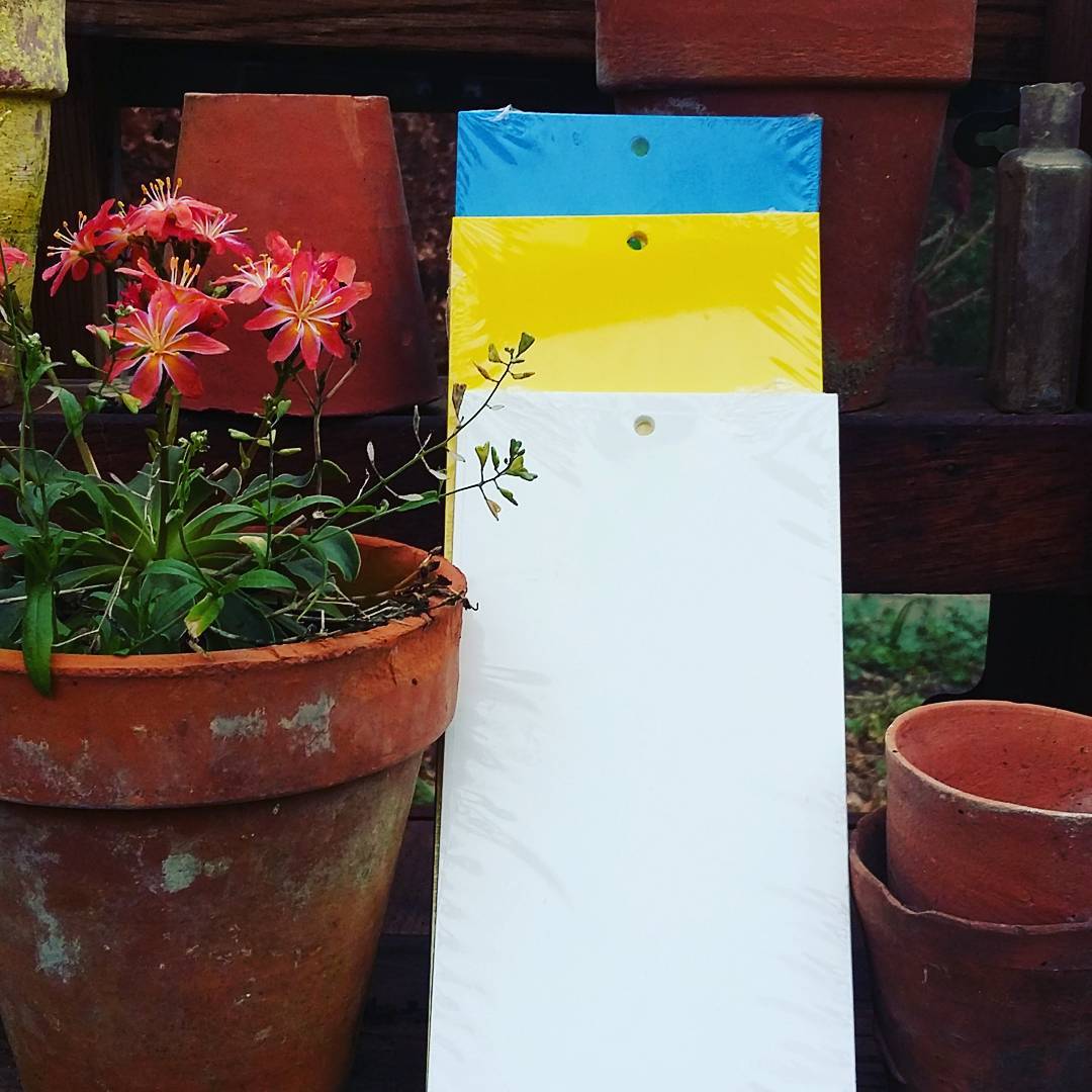 Blue Eco Sticky Insect Traps 10x25cm (Pack of 10)