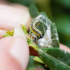 Box Tree Caterpillar Killer - Steinernema carpocapsae - Dragonfli