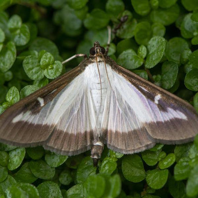 Box Tree Caterpillar Moth Pheromone Lures - Dragonfli