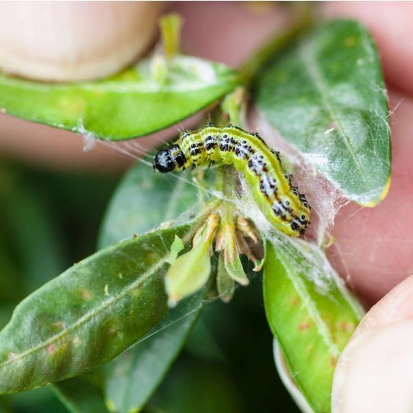 Box Tree Caterpillar Moth Pheromone Trap - Dragonfli