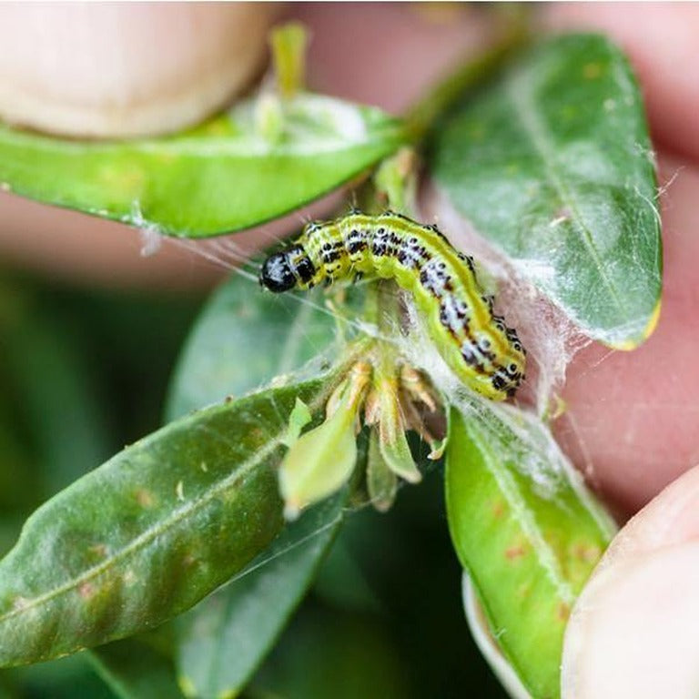 Box Tree Caterpillar Killer Nematodes Dragonfli box-tree-caterpillar-killer-nematodes-dragonfli