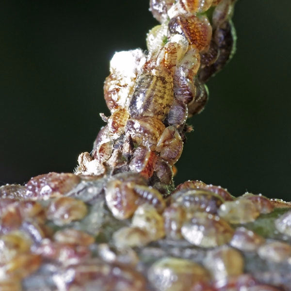 Scale Insect Killer Predator - Rhyzobius lophanthae Biological Control ...