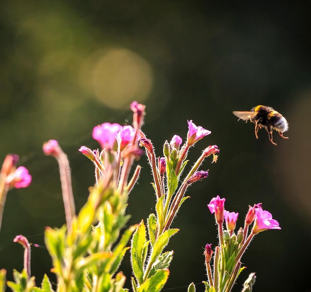 Gift Voucher For Live Bumblebee Colonies Or Pocket-Sized Hives - A Perfect Gift For Gardener's - Deliveries Available Across Spring & Summer 2025