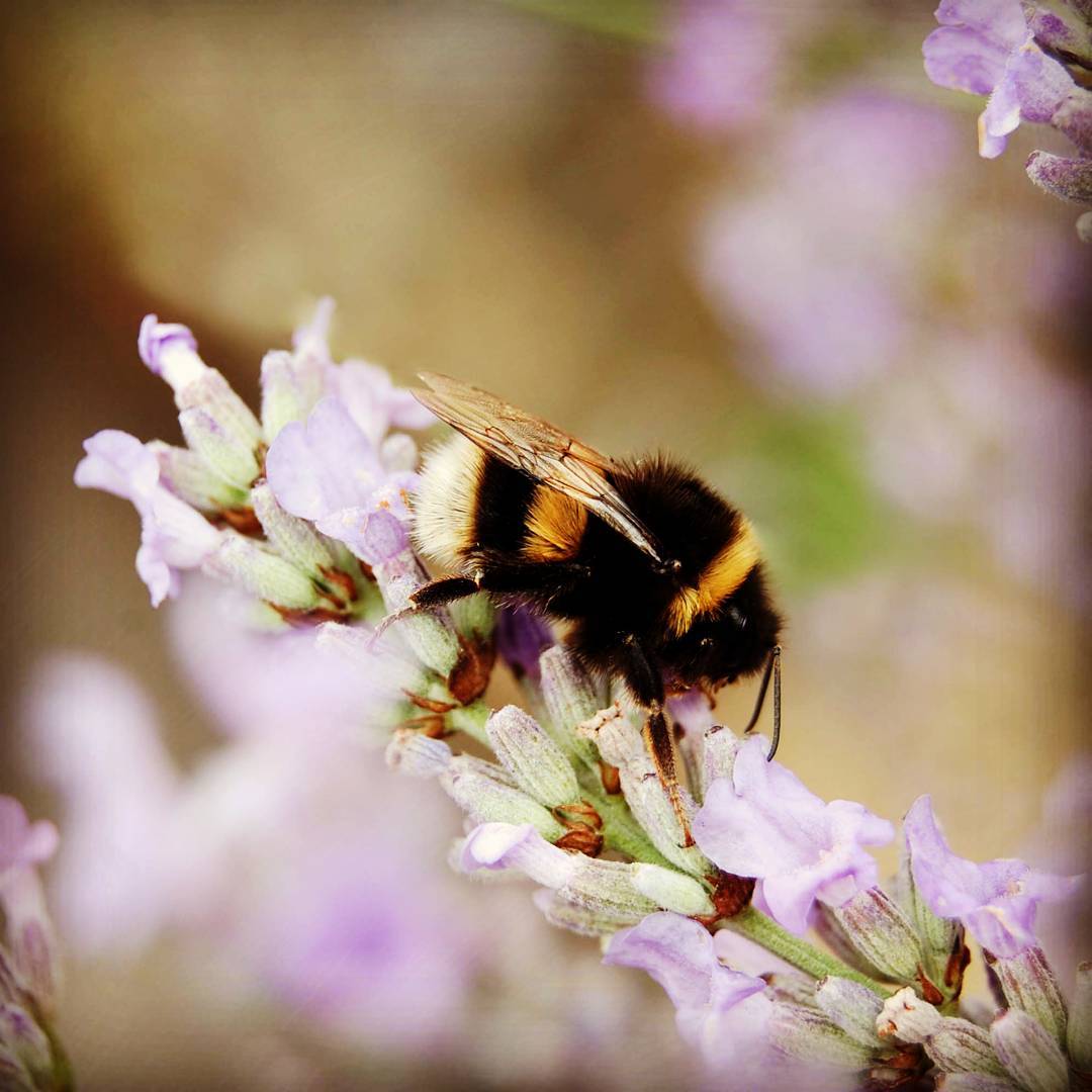 Gift Voucher For Live Bumblebee Colonies Or Pocket-Sized Hives - A Perfect Gift For Gardener's - Deliveries Available Across Spring & Summer 2025
