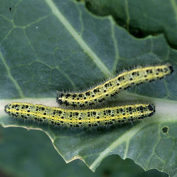 Caterpillar Killer Nematodes - Dragonfli