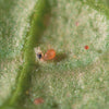 Spider Mite Control Bundle: Californicus, Phytoseiulus, Distribution Boxes & A Free Hand Lens