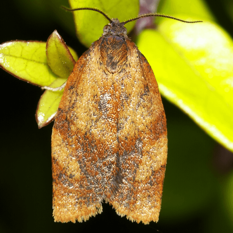 Carnation Tortrix Caterpillar Moth Pheromone Trap