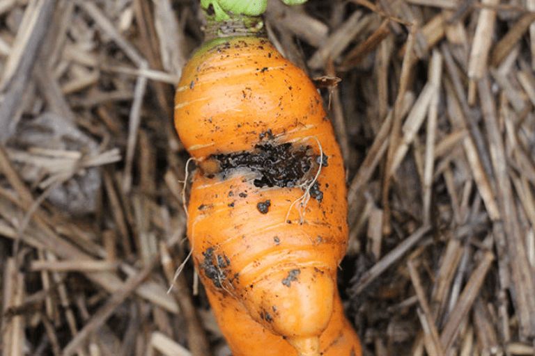 Carrot Root Fly Killer Nematodes - Dragonfli