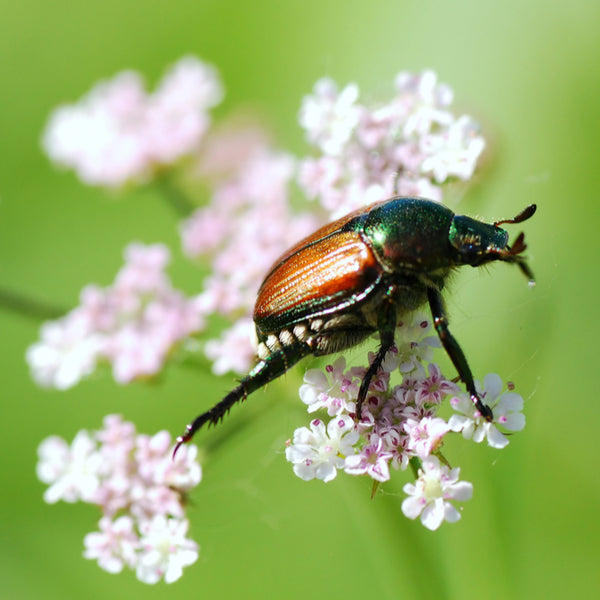 Garden Chafer Beetle Trap Including Attractant Lure