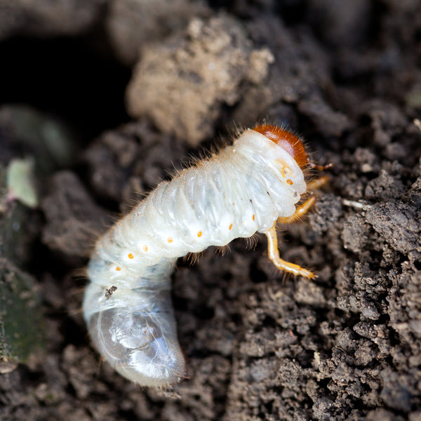 Chafer Grub Killer Nematodes - Heterorhabditis bacteriophora