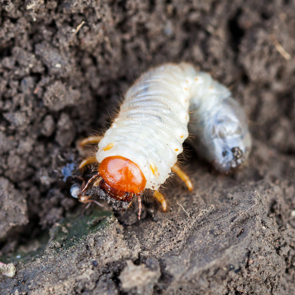 Chafer Grub Killer Nematodes - Heterorhabditis bacteriophora