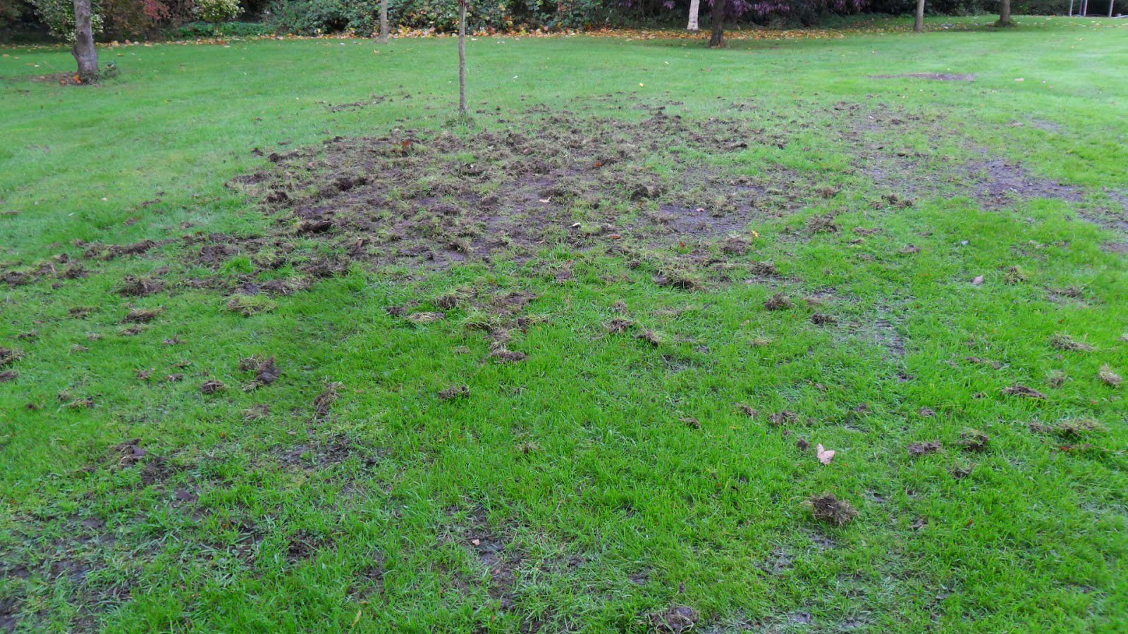 Lawn Grub Repair Boost