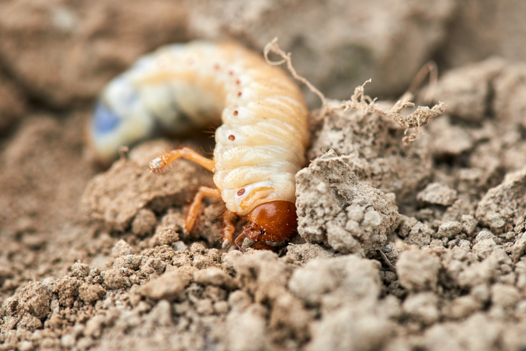Chafer Grub Control & Recovery Bundle: Chafer Grub Killer Nematodes + Lawn Grub Repair Boost