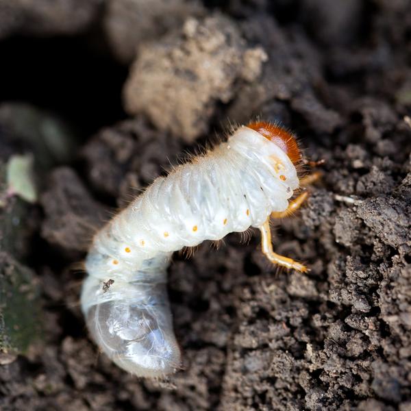 Chafer Grub Control & Recovery Bundle: Chafer Grub Killer Nematodes + Lawn Grub Repair Boost