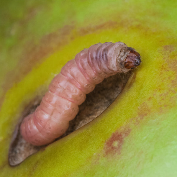 Codling Moth Nematodes & Trap Bundle