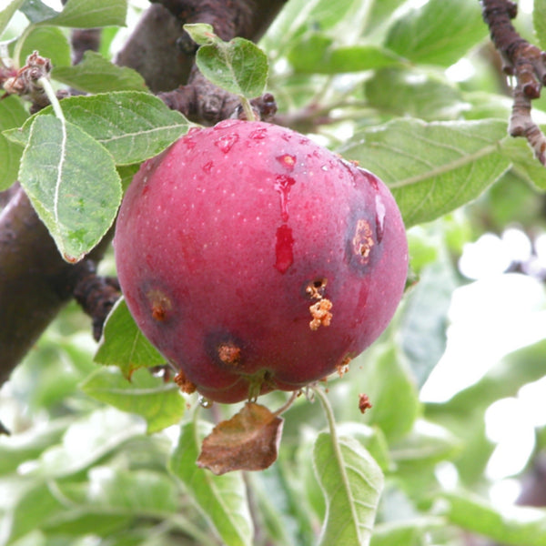 Codling Moth Pheromone Lure (Long-Life Lure)