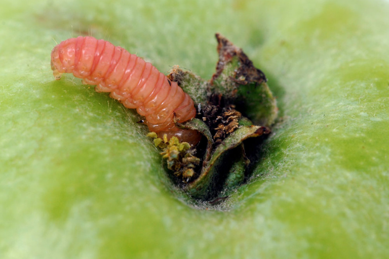 Codling Moth Killer Nematodes