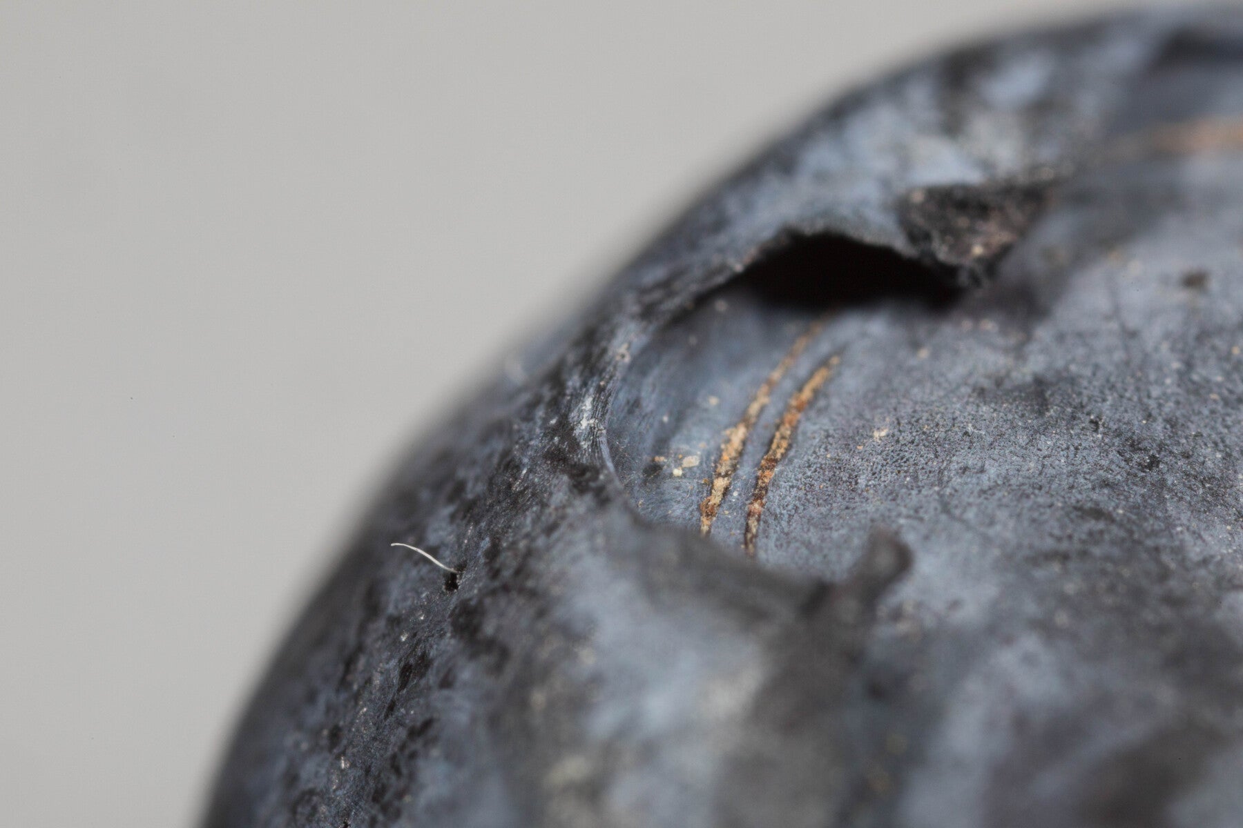 Drosophila Suzukii Fruit Fly Liquid Attractant