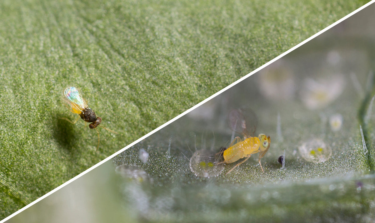 Whitefly Killer Cards Subscription - Encarsia Formosa