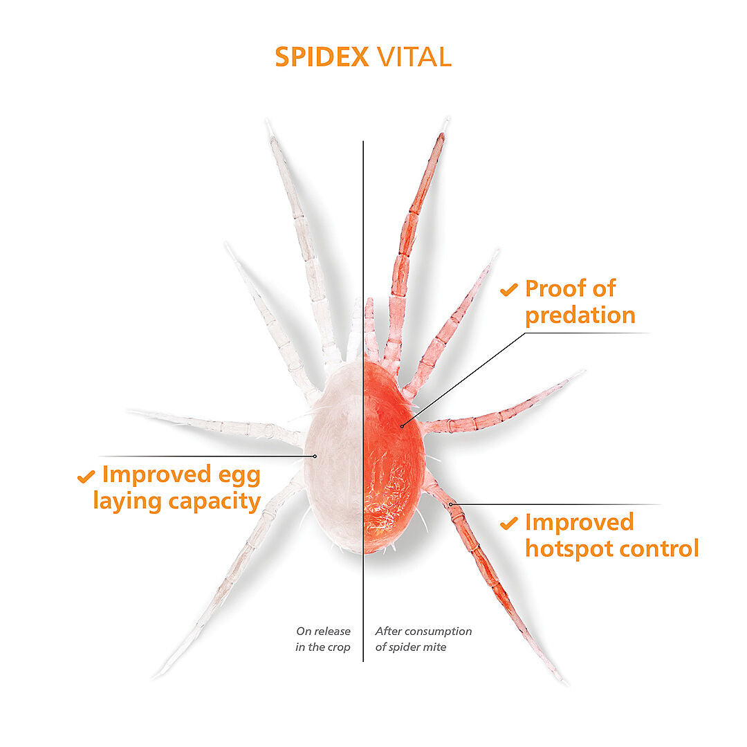 Phytoseiulus persimilis - Spider Mite Curative System