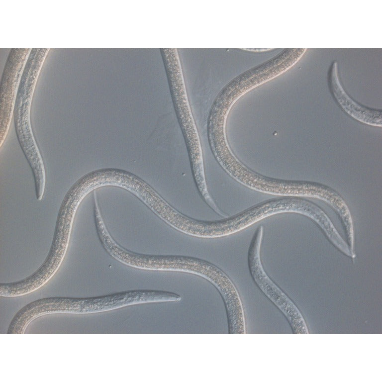 Cutworm Killer Nematodes