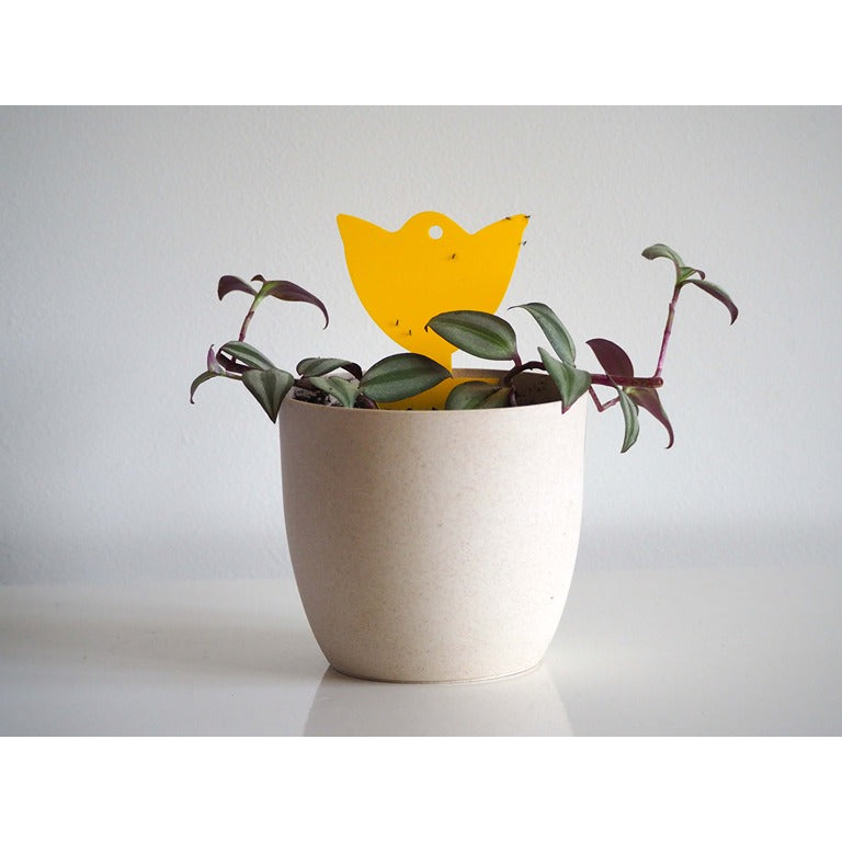 Mini Tulip Sticky Traps (Pack of 5)